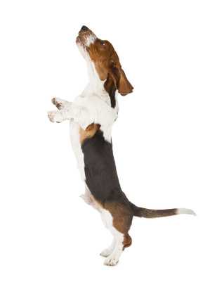 3 etapes pour empecher votre chien de sauter sur vos invites