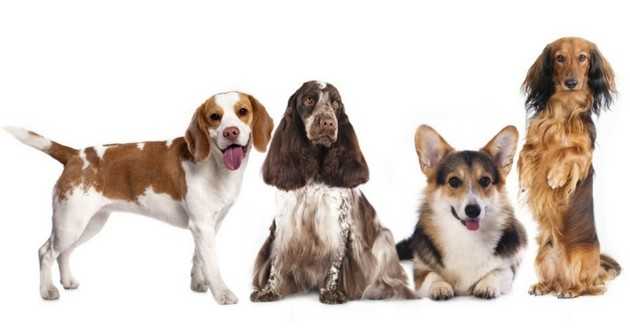 appartements et animaux