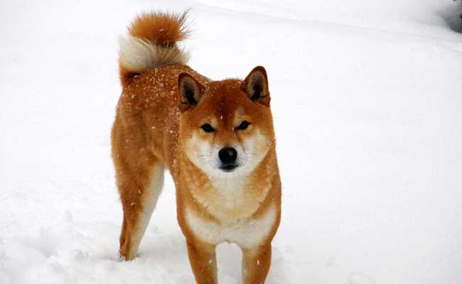 chiens japonais les meilleures races de chiens du japon