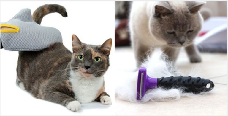 choisir le meilleur toiletteur pour votre chat