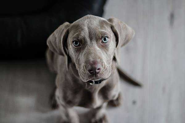 choisir un collier de chien points a considerer lors de la selection dun collier de chien