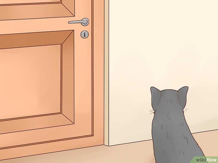 comment empecher les chats de vaporiser dans la maison