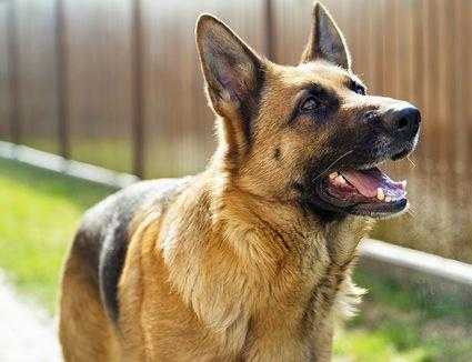 comment garder votre chien de berger allemand en bonne sante