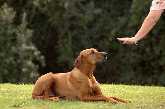 comment les alarmes daboiements des chiens fonctionnent et pourquoi elles sont si efficaces pour arreter les voleurs