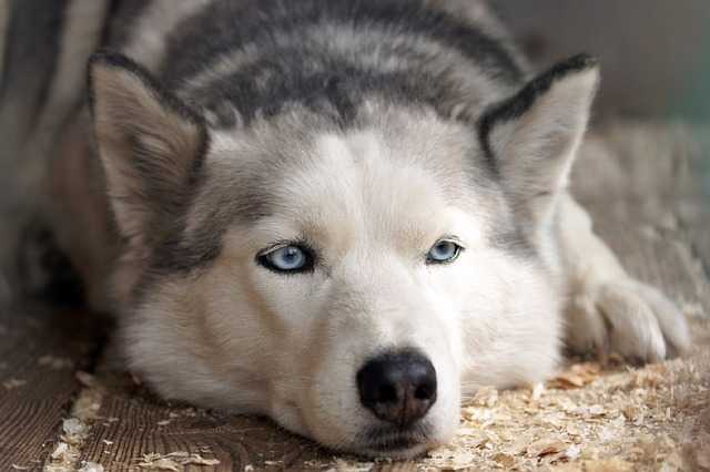 Comment prendre soin de votre Husky Sibérien