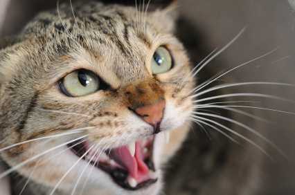 Comportements de chat – Comportements agressifs de chat et comment les contrôler