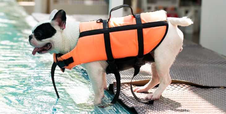 conseils pour assurer la securite de votre chien tout lete