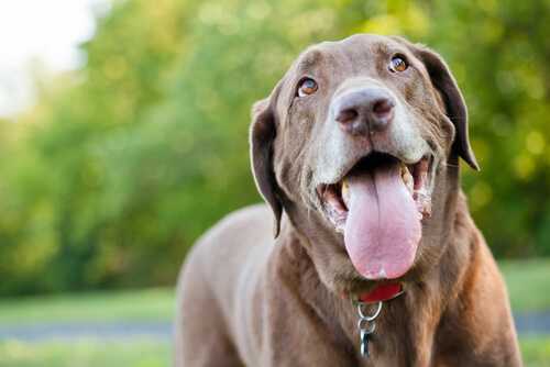 considerations importantes avant dacheter un chiot