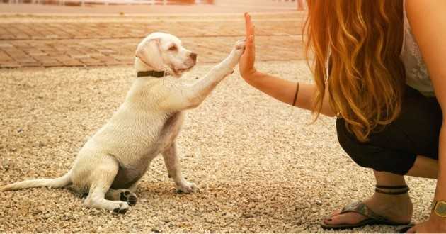cours dobeissance aux chiens pourquoi chaque chien devrait les suivre