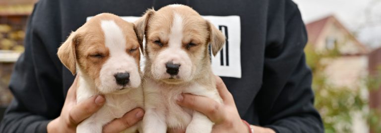 differentes methodes delevage de chiens