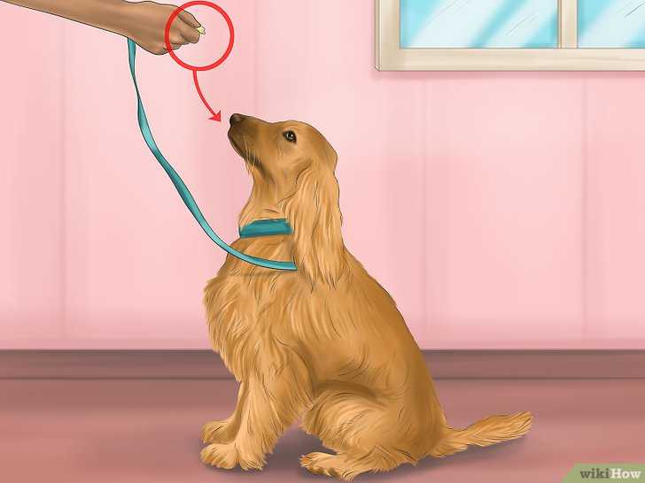discipliner votre chien