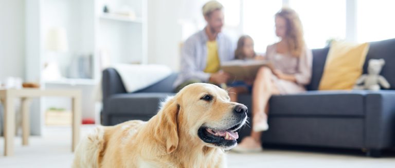 dog therapist les avantages pour la sante de posseder un chien sont nombreux