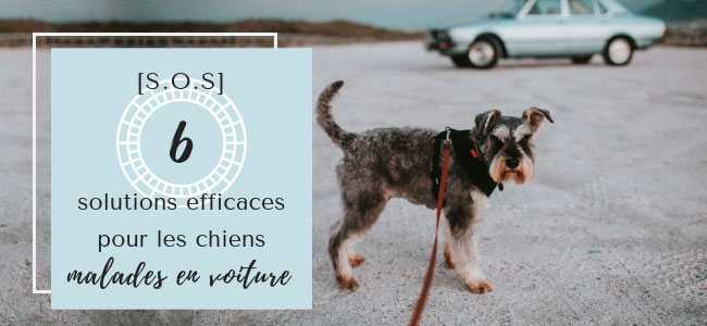 dressage dobeissance pour chien comment conduire une voiture avec votre chien