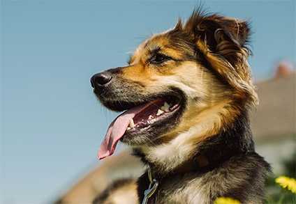 facons simples mais impressionnantes de prendre soin de votre chien