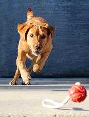 facteurs a considerer lors du choix de jouets pour chiens