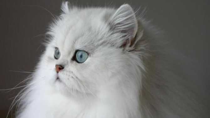 garder un chat persan comme animal de compagnie