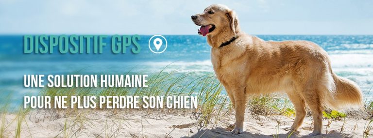 guide dachat du collier gps pour chiens 3 points a surveiller