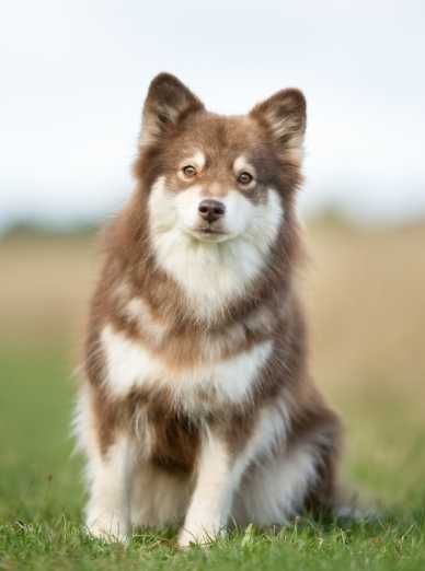 Histoire et description des races de chiens Ainu
