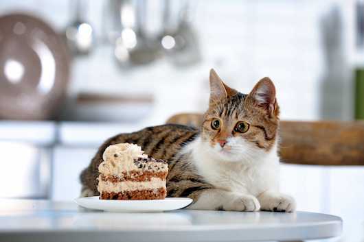 huit aliments que votre chat ne devrait jamais jamais manger