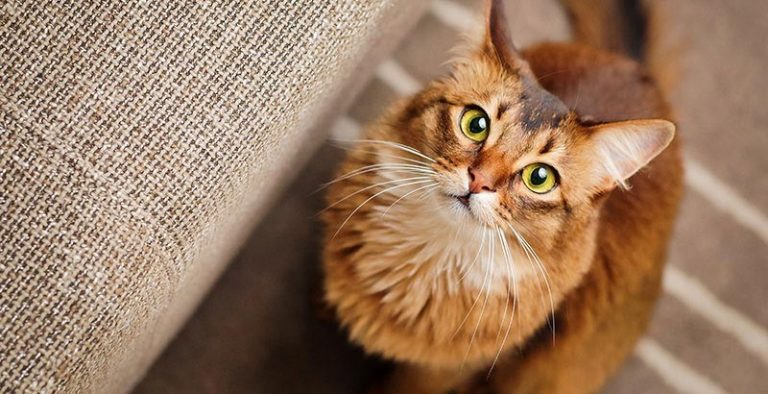 inconvenients de la sterilisation ou de la sterilisation de votre chat 1