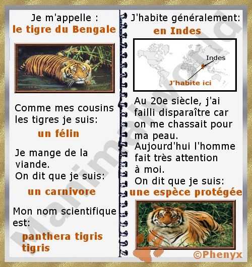 informations concernant le tigre du bengale