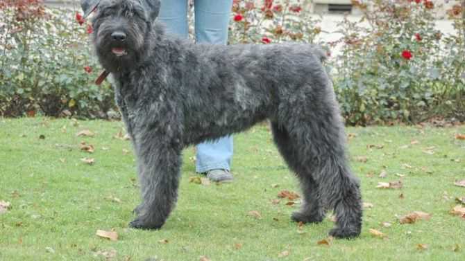informations sur les chiots et chiens bouvier des flandres