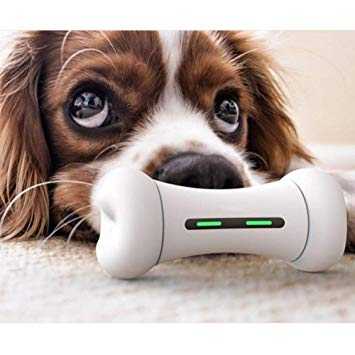 jouets pour chiens intelligents