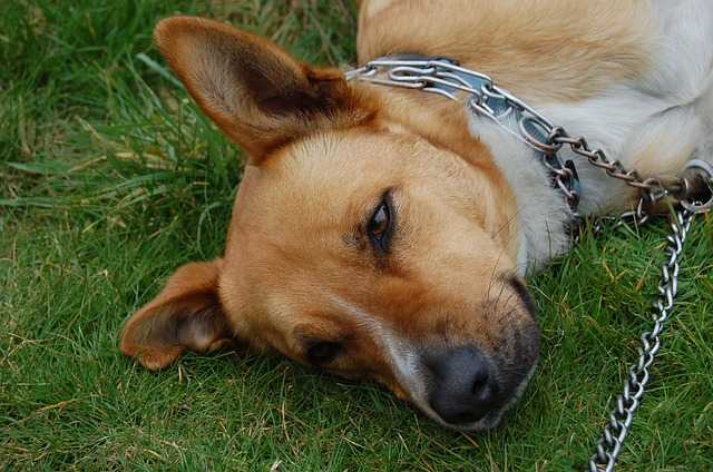 la formation de chien de collier peut etre un outil efficace