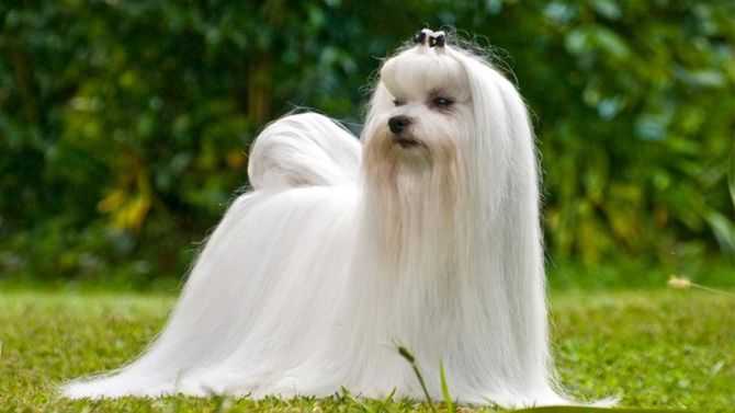 la race de chien maltais
