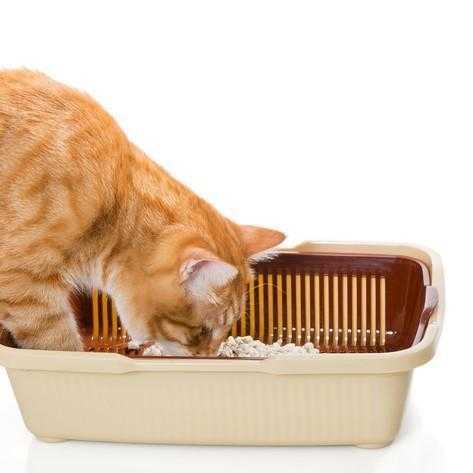 lanxiete feline provoque des problemes de litiere de chat