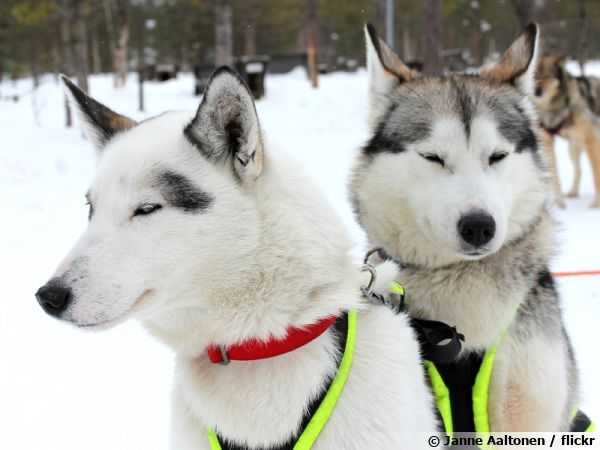 le husky siberien le chien qui cherche lattention
