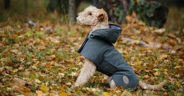 manteau et soin des cheveux pour votre chien