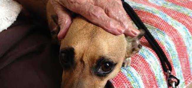 nhaa signifie arreter dans le langage du chien utiliser votre voix comme outil de dressage de chiens
