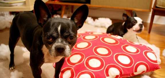 prevenir et maitriser lanxiete de separation chez le chien