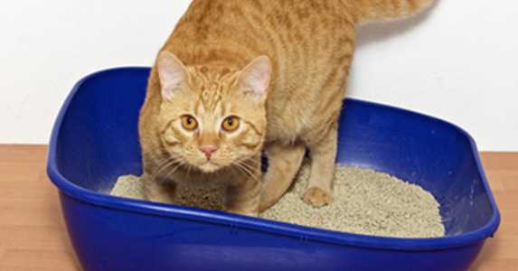Prévenir les infections urinaires félines avec un régime alimentaire pour chats en conserve (partie II)