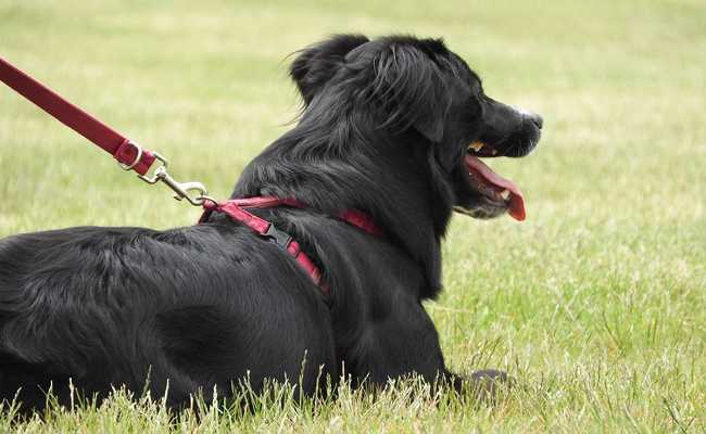 promener votre chien comment utiliser des colliers des harnais et des laisses