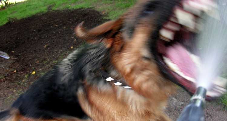 que faire lorsque vous etes attaque par un chien