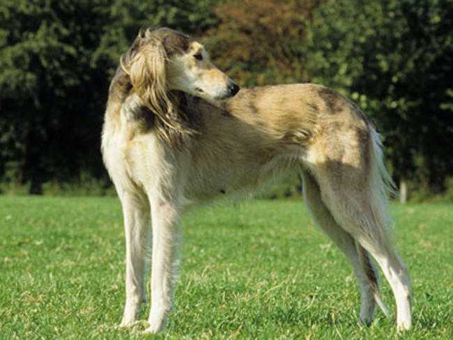 race de chiens saluki
