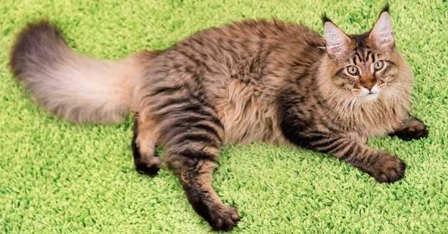 races de chat les plus populaires