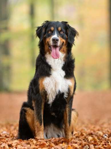 races de chien az