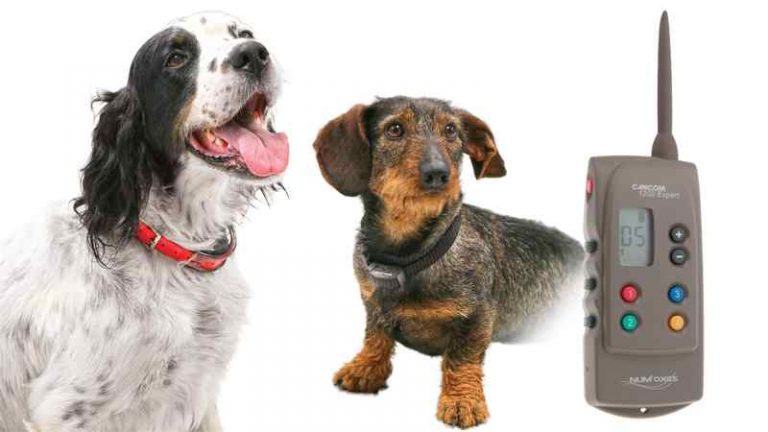 raisons de securite chien pour toujours utiliser un collier de chien