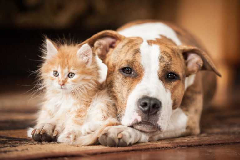 trouver le bon remede pour animaux de compagnie pour vos chats et vos chiens