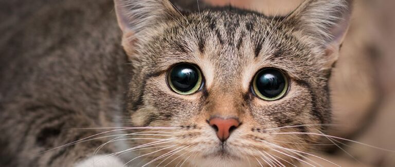 votre chat souffre t il reconnaissez ces signes et symptomes