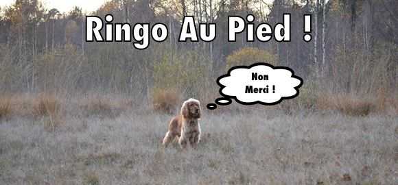 votre chien ne veut pas ecouter essayez ces astuces pour un succes maximum