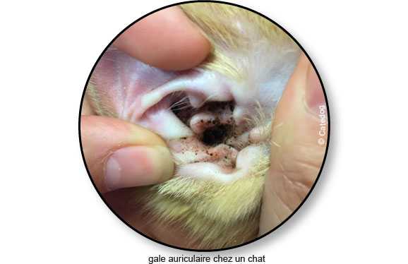 acariens et soins de sante des oreilles chez les chats