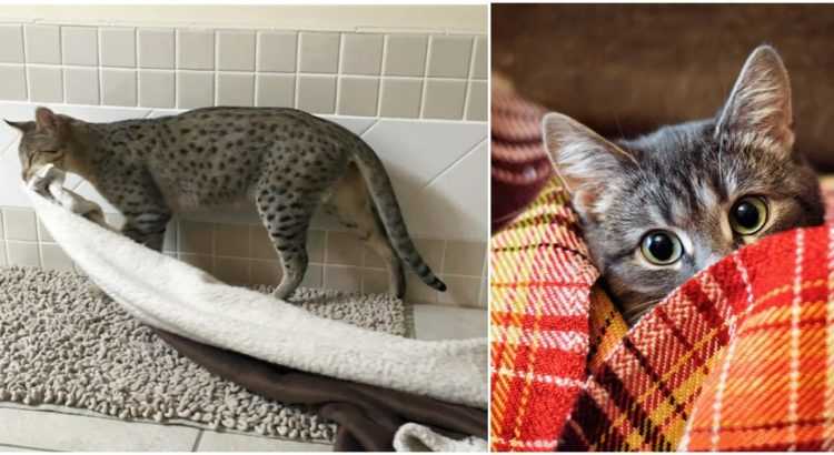 allaitement de votre chat malade