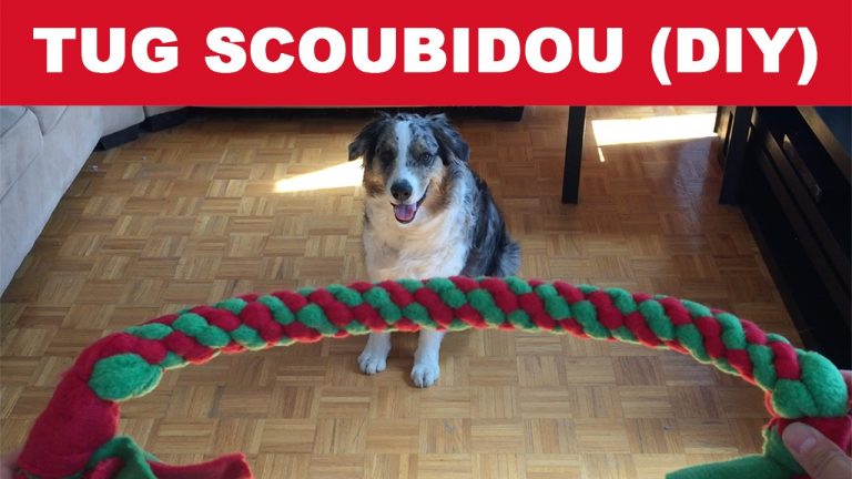 aller chercher des balles de jouets pour chiens peut aider a former des animaux de compagnie alertes et reactifs