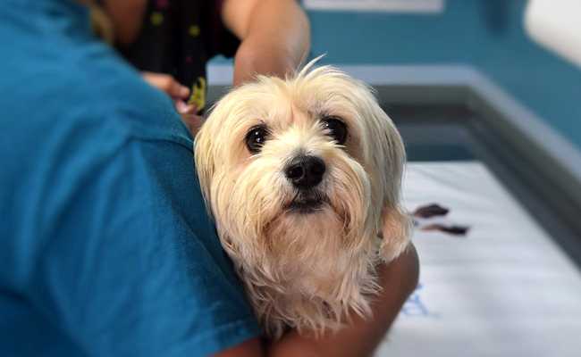 assurance habitation et chiens comment eviter de se faire piquer par des primes elevees