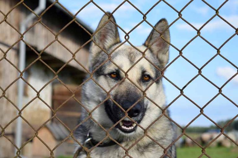 avantages davoir un chien a legard de la securite a la maison
