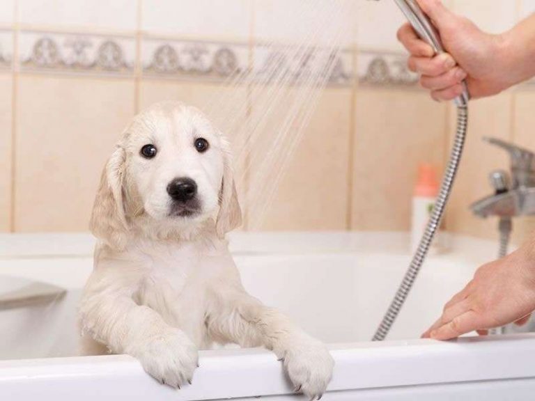 bain chien